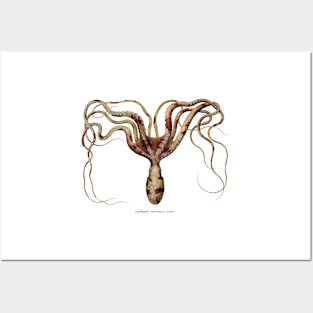 Cephalopods Posters and Art